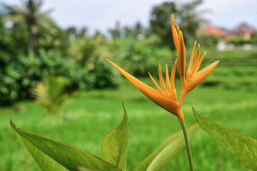 Fototapeta na wymiar Orange tropical exotic flowers