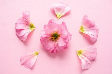 One eustoma flower on pink background