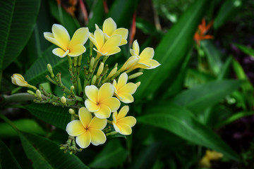 Frangipani flowers close up