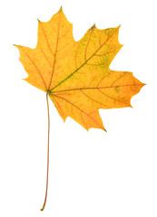 Beautiful colorful autumn leaf