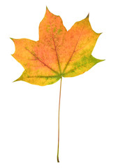 Beautiful colorful autumn leaf