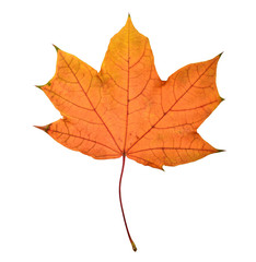 Naklejka na ściany i meble Beautiful colorful autumn leaf