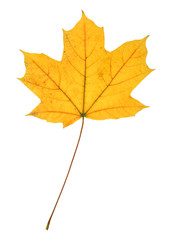 Beautiful colorful autumn leaf