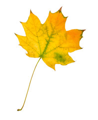 Beautiful colorful autumn leaf