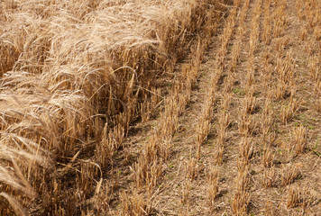 Partially harvested wheat field