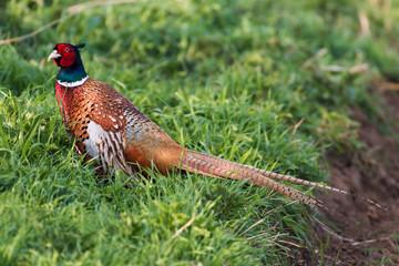 A wild Pheasant found in the Suffolk countryside 