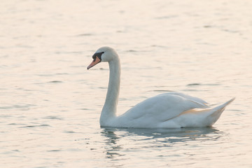 A single swan swimming on a small pond. Located in the Suffolk countryside