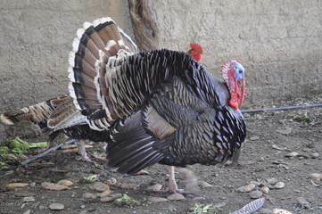 The beautiful Animal Turkey in the natural environment