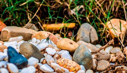 Dragonfly sitting on a pile of stones