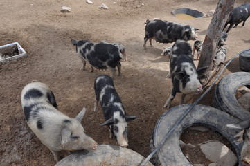 The beautiful Animal Pig in the natural environment (farm)