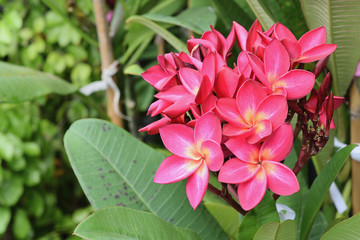 Flower of the Plumeria