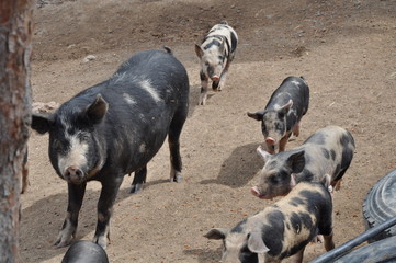 The beautiful Animal Pig in the natural environment (farm)