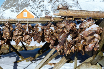 cod heads in Lofoten