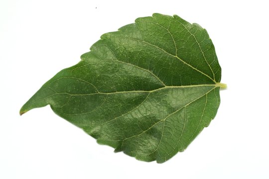 fresh green Mulberry leaf on white background