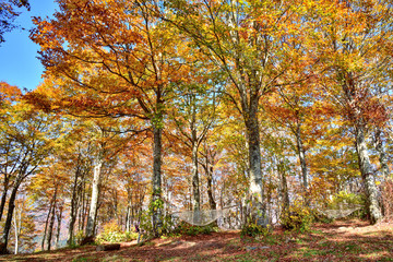 Fototapeta premium 長野県白馬村 秋の白馬岩岳 紅葉