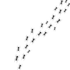 Ants path vector silhouette illustration isolated on white. Desinsection spray, fumigator service, pests extermination, repellent advertising poster, infestation problem banner. Black insects invasion