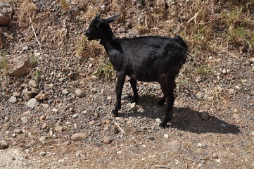 The beautiful Animal Goat in the natural environment (farm)