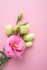 Bunch of beautiful eustoma flowers on pink background