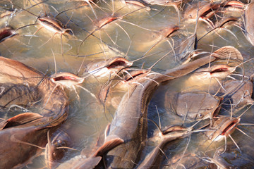 Catfish waiting for the bread that tourists give them in Jaisalmer