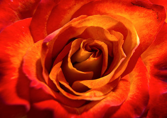 bud of yellow-scarlet rose. close-up. macro photo shooting.