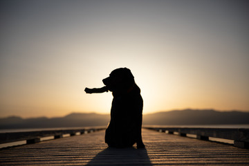 Dog on a Dock