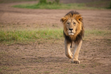 Lion prowling in the Masai Mara savannah
