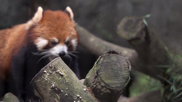 Red Panda (Ailurus fulgens) on Tree Branch. Endangered Animal of Asia