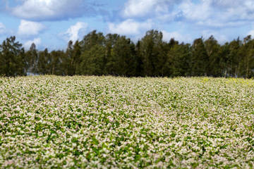 Buckwheat on a field.