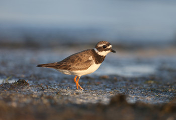 The young common ringed plover or ringed plover (Charadrius hiaticula) is filmed in the soft morning light on the shore of a salty estuary