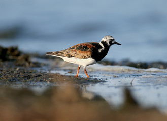 A close-up photo of a ruddy turnstone (Arenaria interpres) lonely and a pair taken in the soft morning light on the banks of a salty estuary.