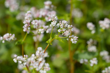 Buckwheat on a field.