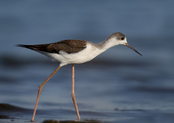 Fototapeta na wymiar A very close-up of a young black-winged stilt (Himantopus himantopus) photographed against a background of blue estuary water. Detailed and vivid color photo.