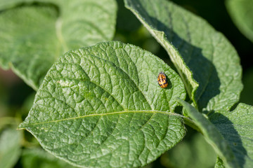 Colorado beetles on potato bushes.