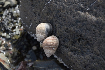 Sea Snail