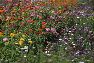 Gartenblumen verschieden