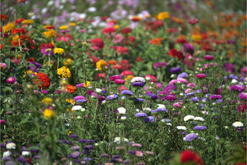 Verschiedene Blumen im Feld