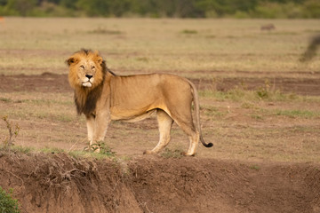 male lion standing and staring