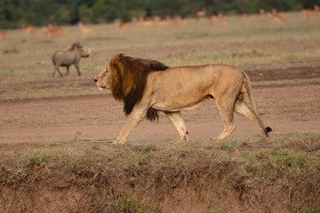 Walking male lion with warthog in background in the Masai Mara