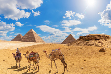 The Pyramids and camels with a bedouin in Giza desert, Egypt