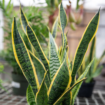 Sanseveria