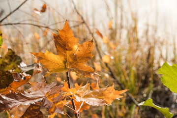 Autumn leaves on the ground in the forest - Sweden