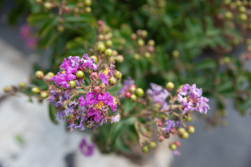Crape Myrtle
