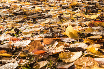 Autumn leaves on the ground in the forest - Sweden