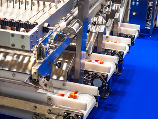 Shrimp on the conveyor. Cleaning equipment tiger pistol shrimps. Seafood processing. Conveyor line with seafood. manufacture of food products. Conveyor line for food processing. Modern equipment.