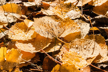 Autumn leaves on the ground in the forest - Sweden