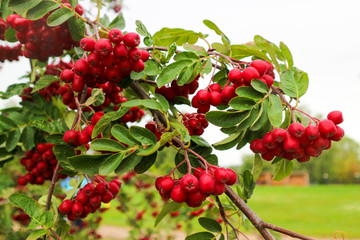 Obraz premium bright beautiful bunches of mountain ash rowanberry close up