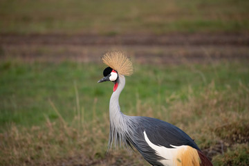 side profile of a crowned crane in the Masai Mara