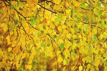 Romantic vibrant autumn scene background, saturated yellow leaf fall, copy space