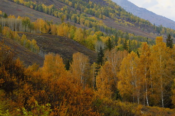 Fototapeta premium Hemu village in colorful autumn in morning golden light, Xinjiang, China