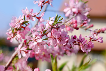 Fototapeta na wymiar Close-up of flowering almonds on a blurred background